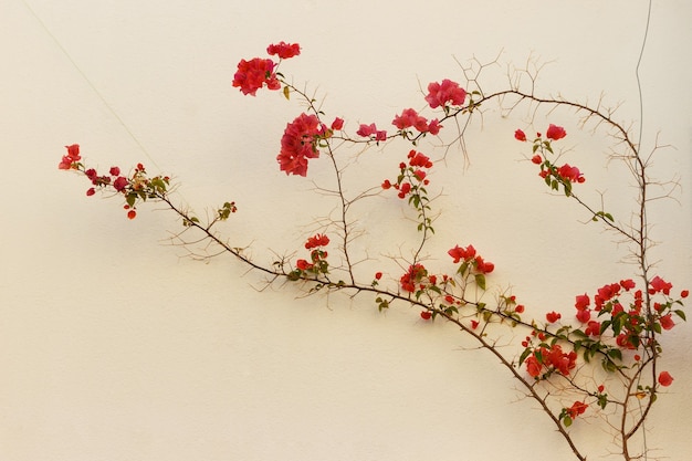 家の壁に赤い花。