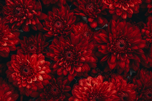 Red flowers wallpaper for iphone is the best high definition iphone wallpaper in you can make this wallpaper for your iphone x backgrounds, mobile screensaver, or ipad lock screen red wallpaper