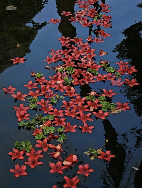 Red flowers in water