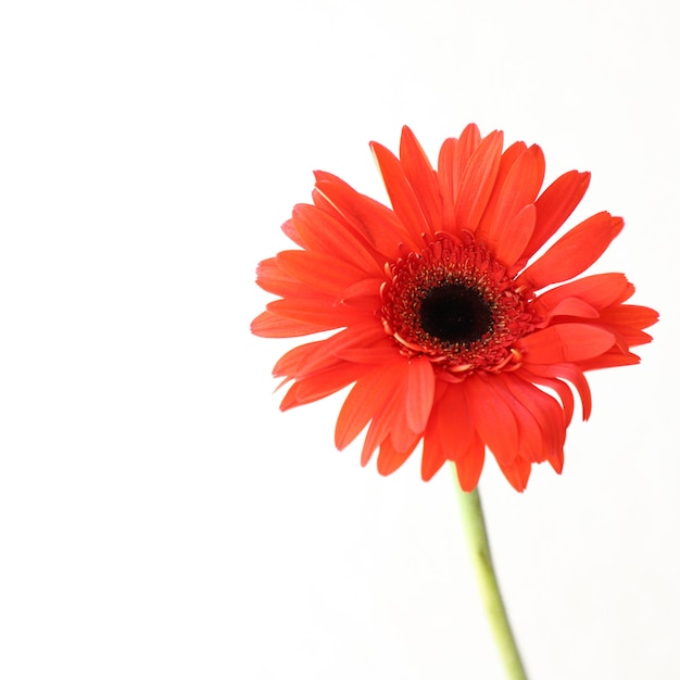 Red Flowers on White Background for Anniversary, Birthday, Wedding Floral Frame