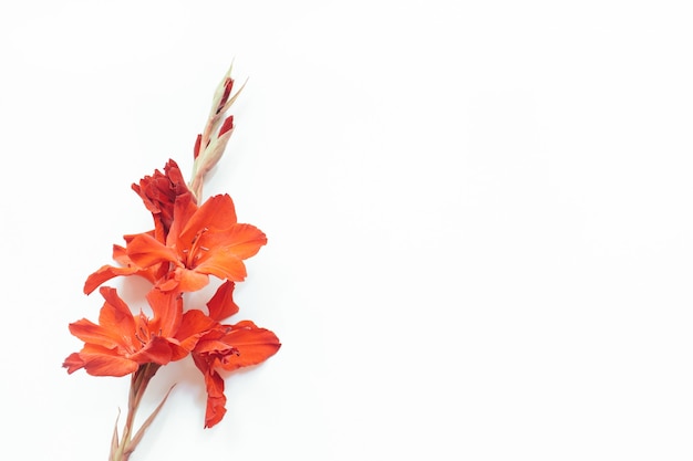 Red flowers on white background flowers composition flat lay top view copy space summer autumn