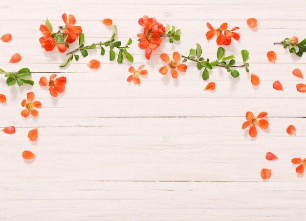 Red flowers on white wooden background