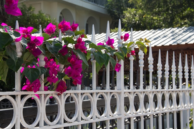 Красные цветы белый кованый металлический забор Ворота забор и вьющиеся цветы