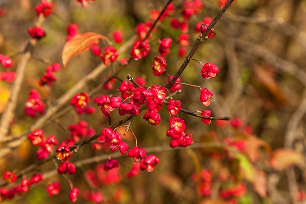 Red flowers with yellow seeds, Flower plant with red flowers in the form of hearts with yellow seeds