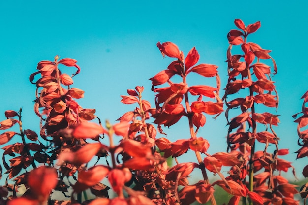 Foto fiori rossi