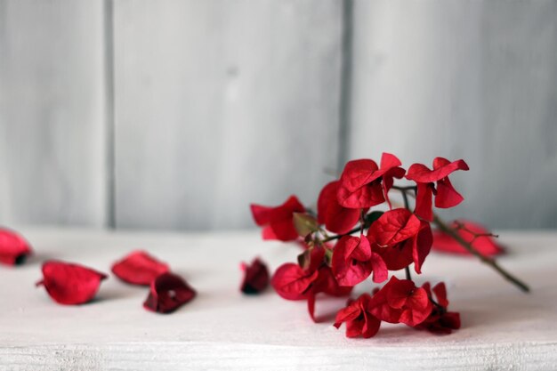 Red flowers