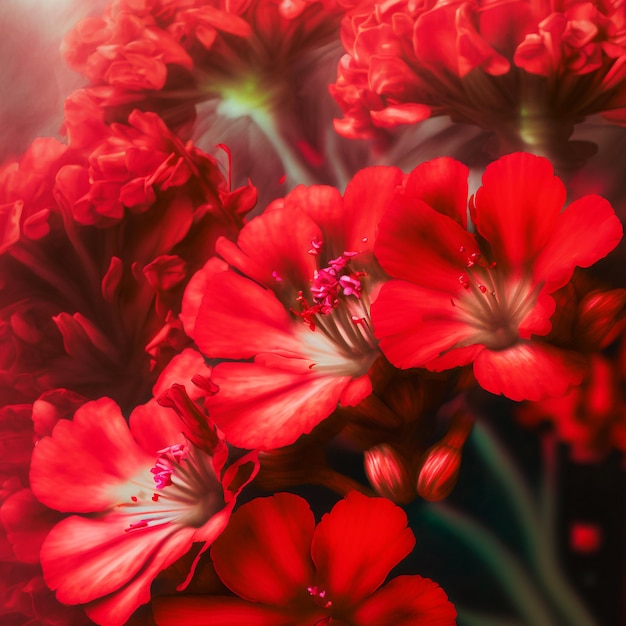 Photo red flowers