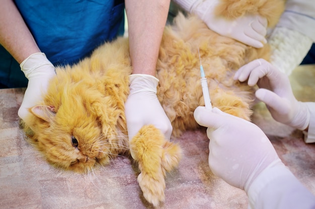 Gatto lanuginoso rosso su esame in una clinica veterinaria.