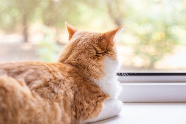 赤いふわふわの猫が窓際に横たわり窓の外を見ている猫の考え