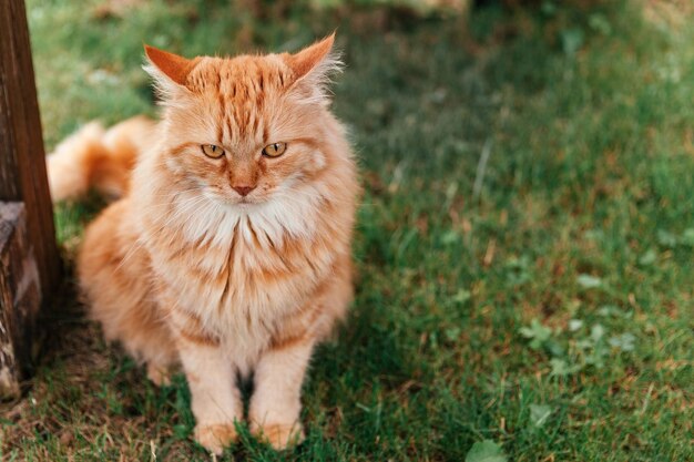 赤いふわふわの猫が草の上に座っています