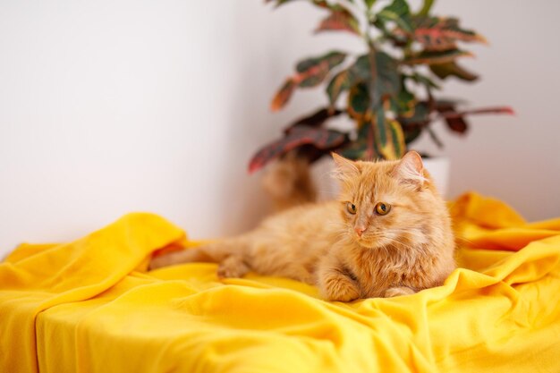 A red and fluffy cat sits on a warm yellow knitted blanket and is decorated with a bright glowing garland