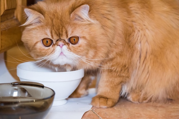 Red fluffy charming persian breed cat is eating dry professional cat food from a bowl