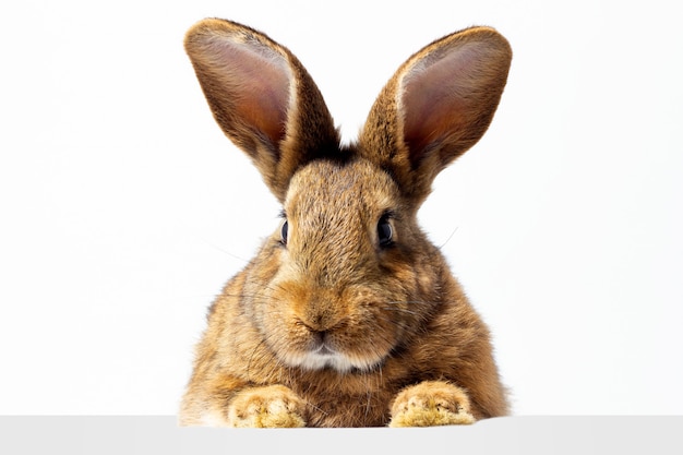 Red fluffy rabbit looks at the sign. Isolated on white wall  bunny. Red hare for advertising. Advertising rabbit