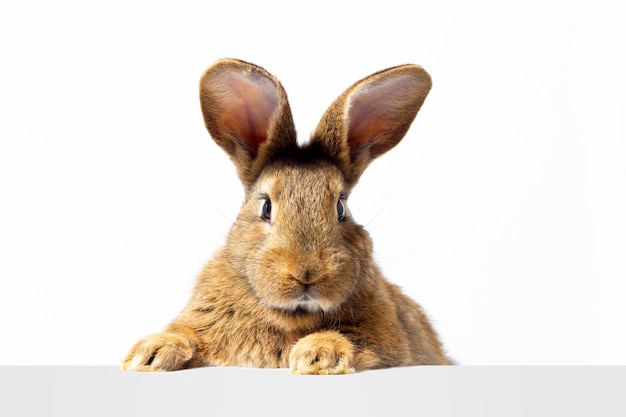 Red fluffy rabbit looks at the sign. Isolated on white wall  bunny. Red hare for advertising. Advertising rabbit