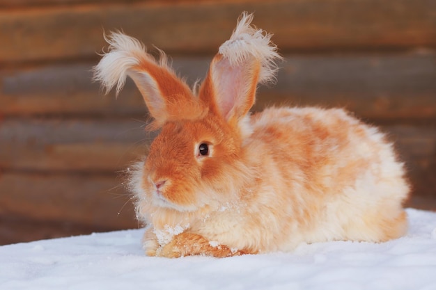 Photo a red fluffy rabbit in the snow in nature the symbol of the new year