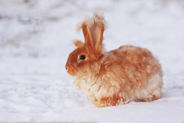 Photo a red fluffy rabbit in the snow in nature the symbol of the new year