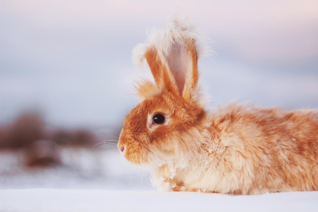 A red fluffy rabbit in the snow in nature the symbol of the new
year