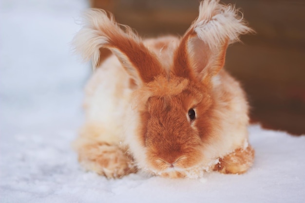 A red fluffy rabbit in the snow in nature The symbol of the new year