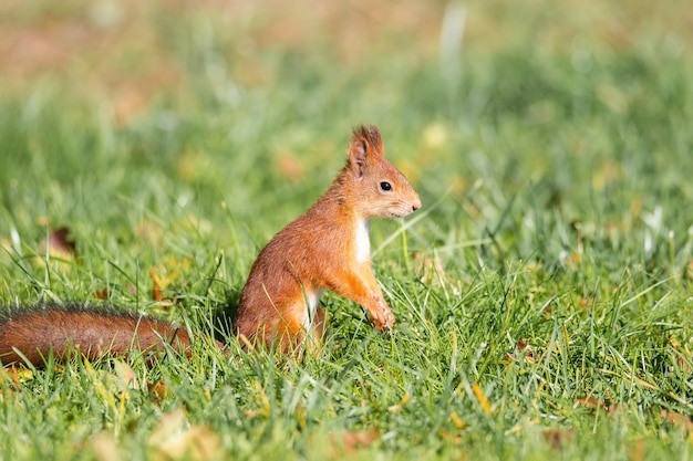 A red fluffy squirrel stands on its hind legs on the green juicy young grass with yellow autumn leaves and looks to the side in sunny light weather, close-up. Wild animal portrait