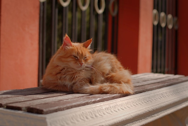 Рыжий пушистый бездомный кот в осеннем парке на скамейке греется в лучах уходящего лета, избирательный фокус размыл фон боке