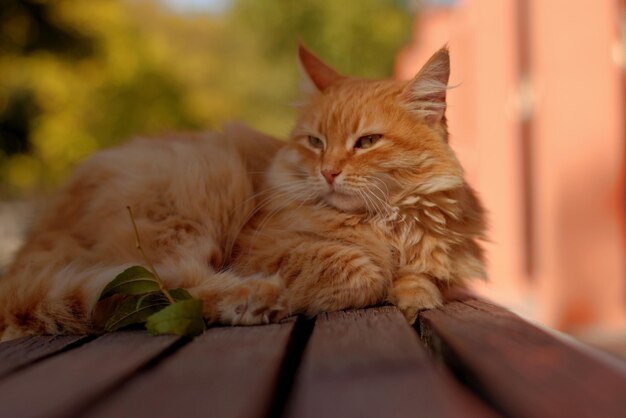 A red fluffy street cat in an autumn park on a bench basks in the sparse sunlight of the outgoing summer