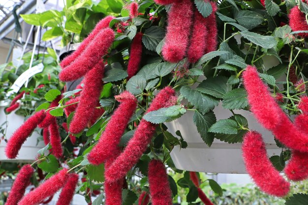 Red fluffy tufts on a chenille plant