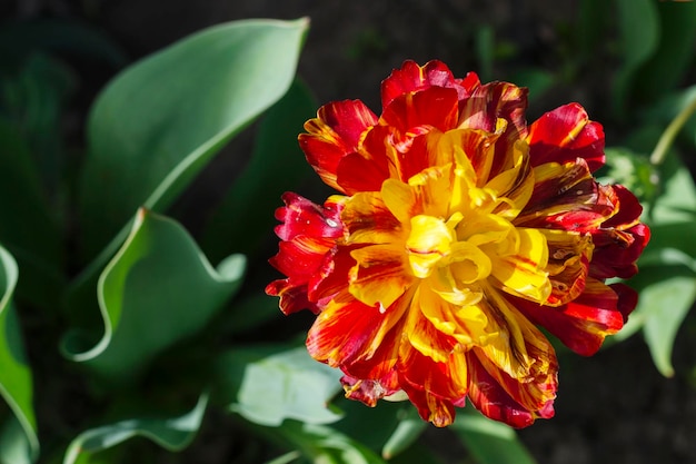 Red fluffy tulip close up