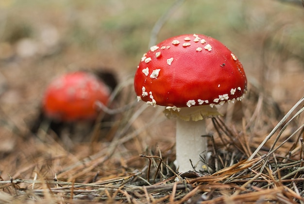 Red fly agaric amanita muscaria mushrooms  in the autumn forest