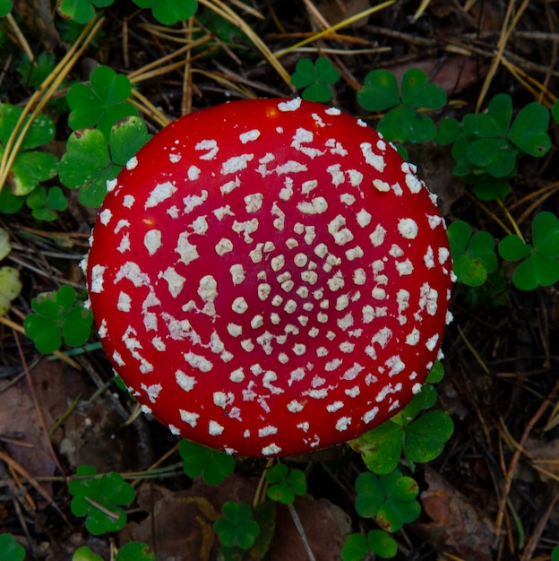 가을 숲 유독성 버섯에서 아름다운 붉은 파리 agaric 밝은