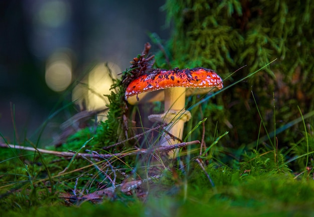 Photo red fly agaric in a clearing in the forest