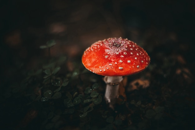 Красный мухомор на темном фоне в лесу Ядовитый гриб Макро-гриб с красной шляпкой w