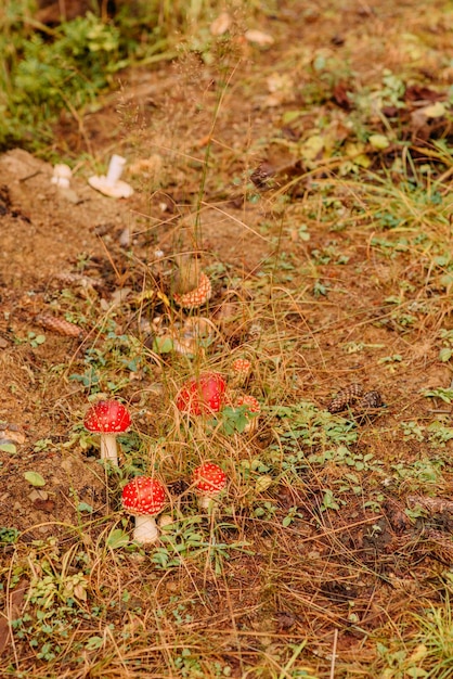 Red fly agaric glade