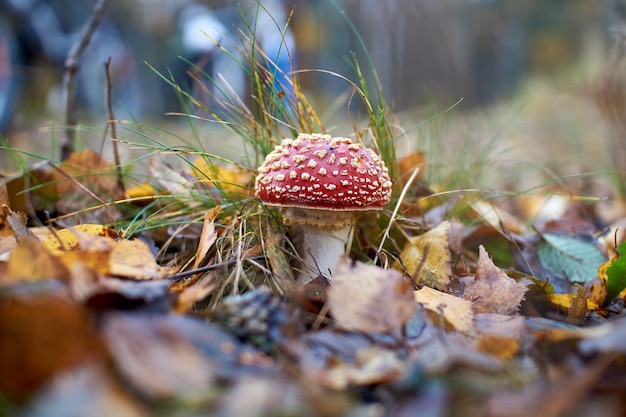 Red fly agaric growing in the grass, autumn forest