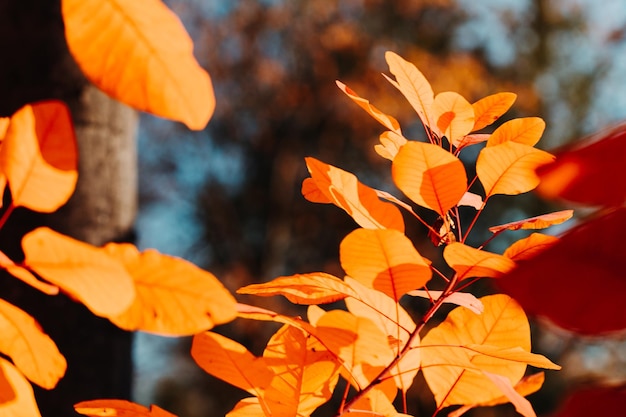 Red foliage in an autumn forest against sunlight Macro nature photography