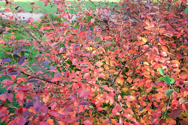 Red foliage of rowan-tree  in autumn city park