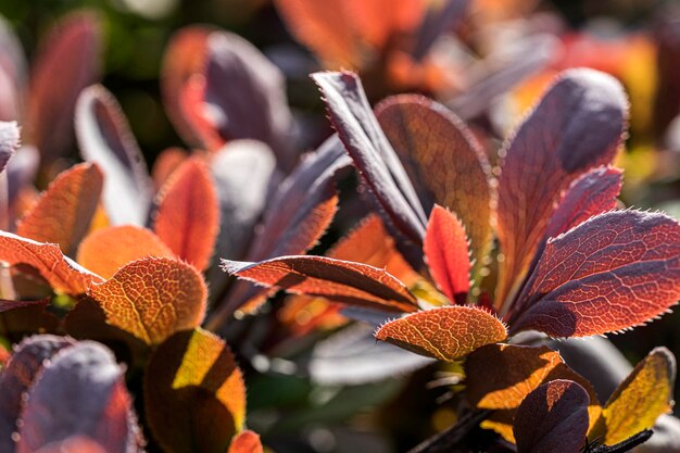 Foto fogliame rosso