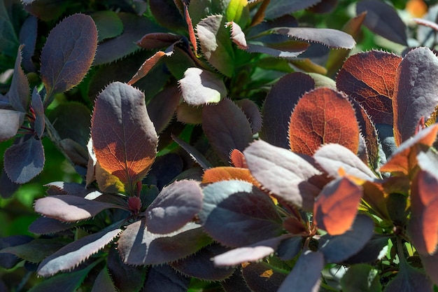 Red foliage