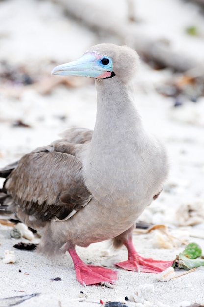 Red footed booby bird