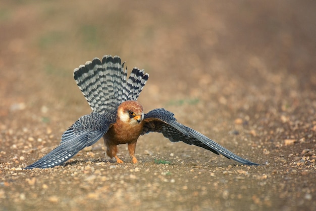 Red-footed Falcon stands on the ground with spread wings hunting