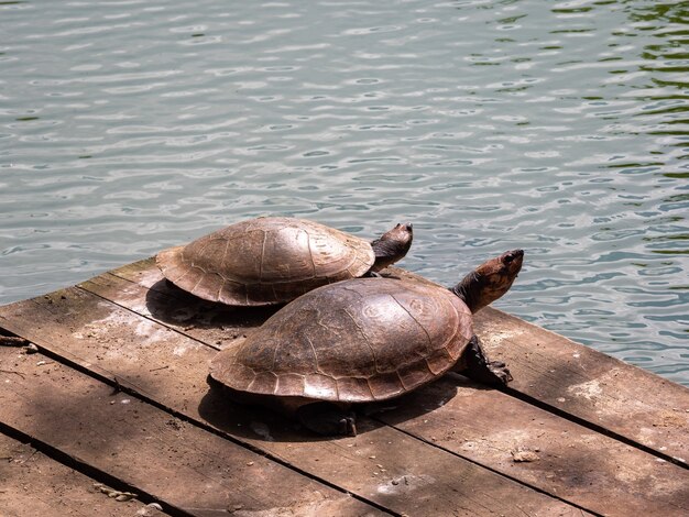 Red-Footed Tortoise Sunbathing