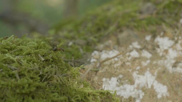 Red forest ant in the green moss ants on nature in the forest and green moss