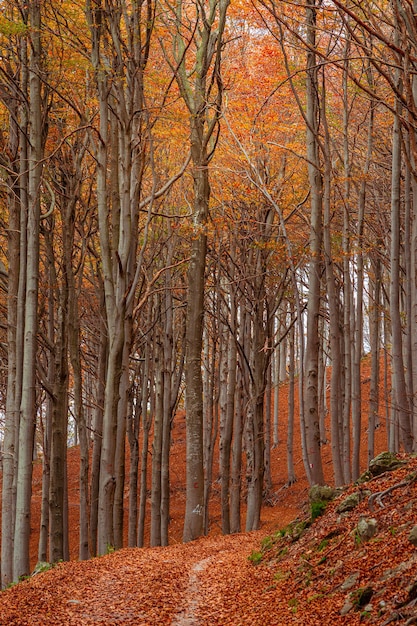 Red forest in autumn at colle del melogno italy