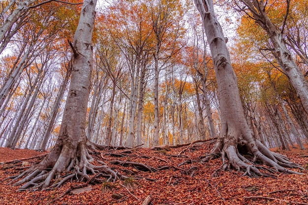 Foresta rossa in autunno al colle del melogno italia