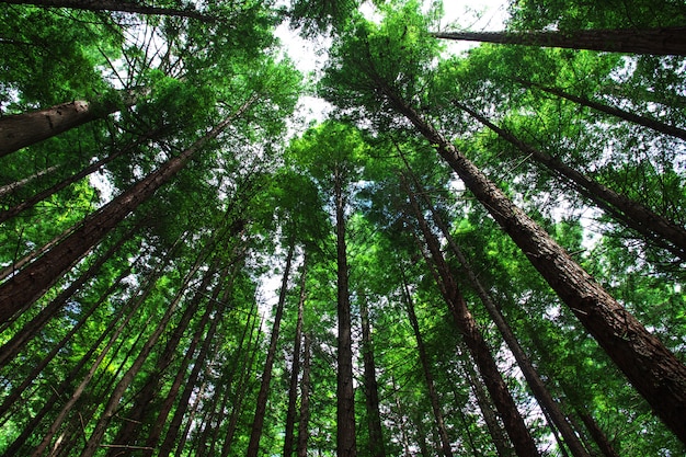 Foresta rossa a rotorua, nuova zelanda