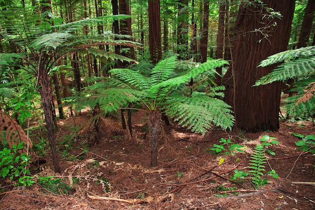 Red forest in Rotorua, New Zealand