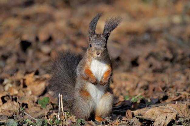 Red forest squirrel playing outdoors.