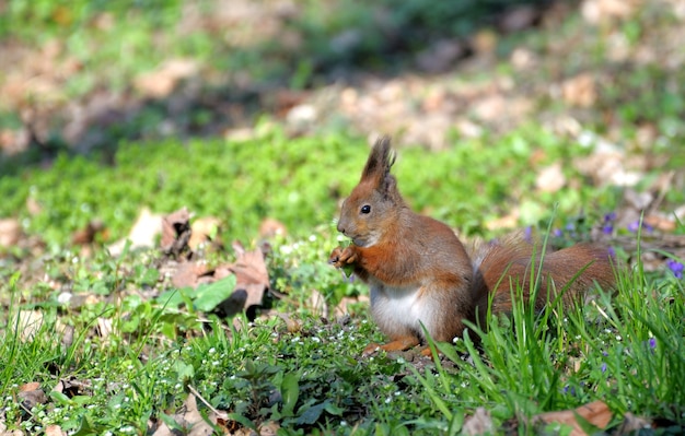 Red forest squirrel playing outdoors.