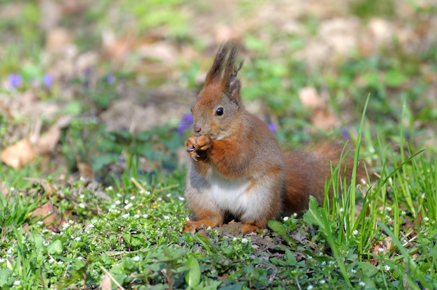 Red forest squirrel playing outdoors.