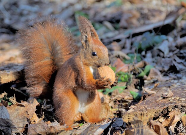 Red forest squirrel playing outdoors