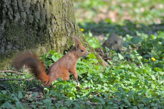 야외에서 노는 붉은 숲 다람쥐